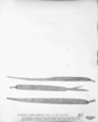 Sphaeria cinereonebulosa image